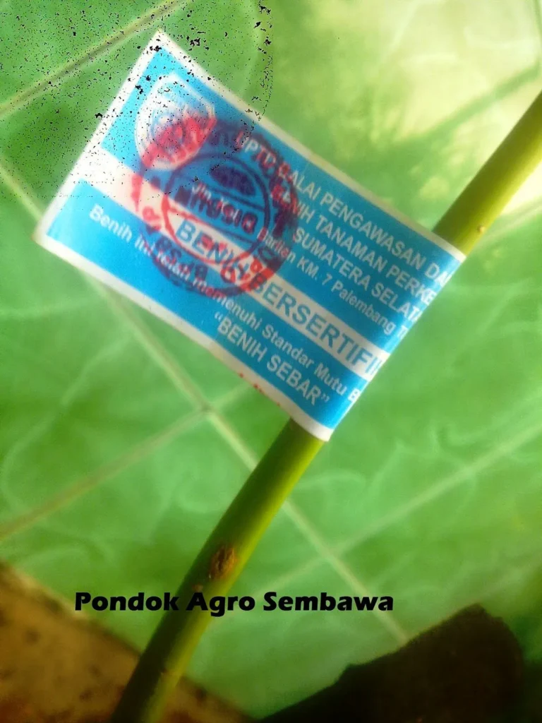 Inovasi dalam Meningkatkan Kualitas Karet