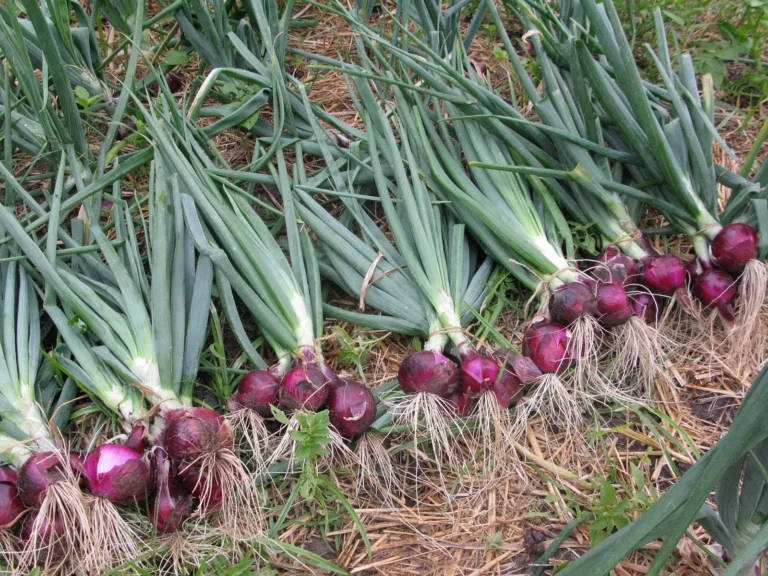 Inovasi dalam Peningkatan Kualitas Bawang Merah