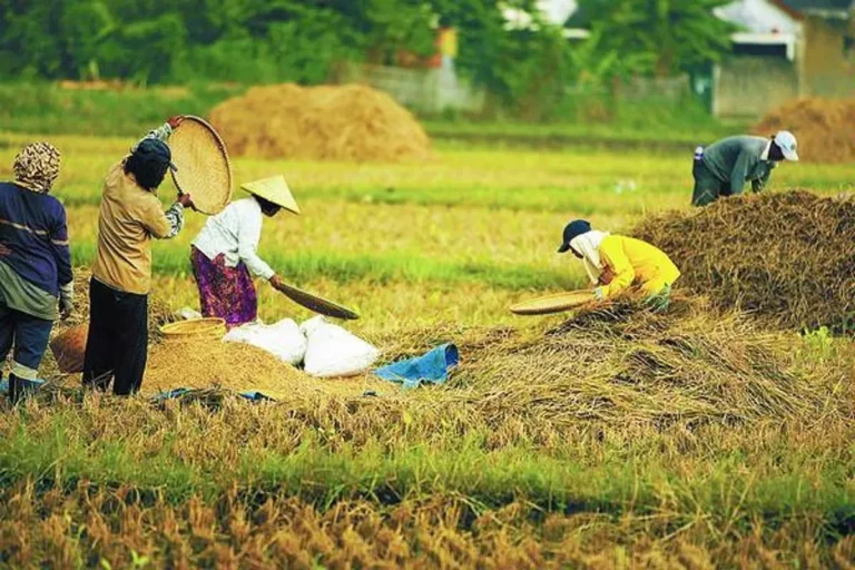Inovasi dalam Peningkatan Produksi Padi