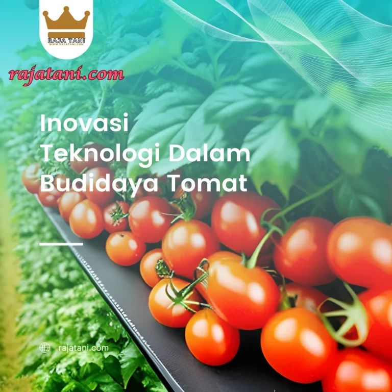 Inovasi dan Perkembangan di Industri Tomat