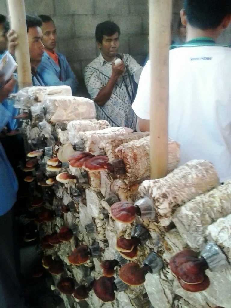 Inovasi dan Riset di Agribisnis Jamur