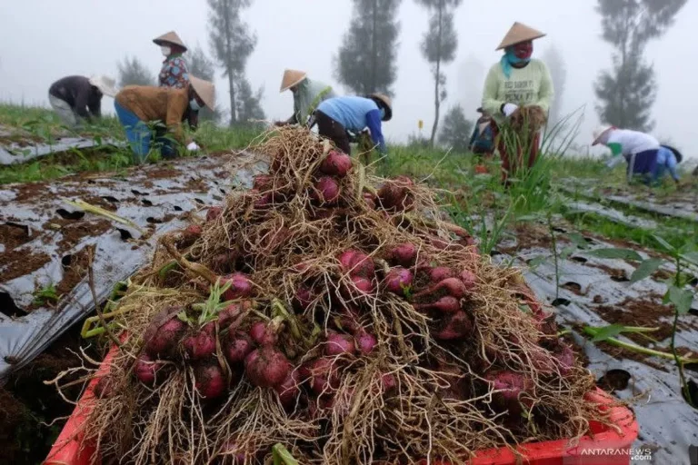 Inovasi dan Teknologi dalam Agribisnis Hutan