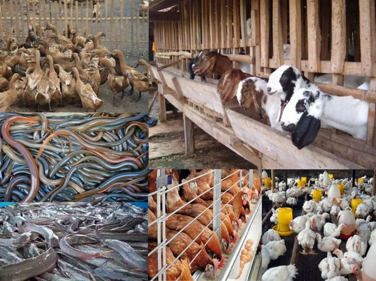 Inovasi Pemasaran dan Trend Terkini