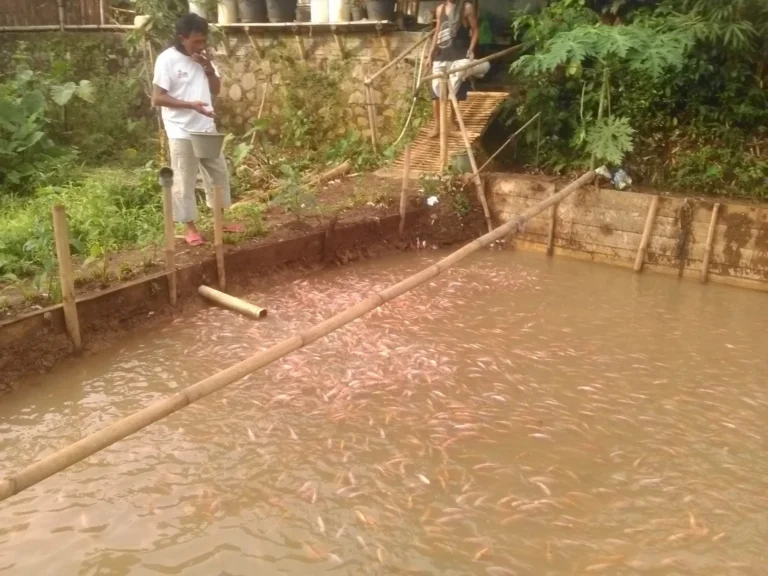 Inovasi Teknologi dalam Bisnis Peternakan Ikan Nila Merah