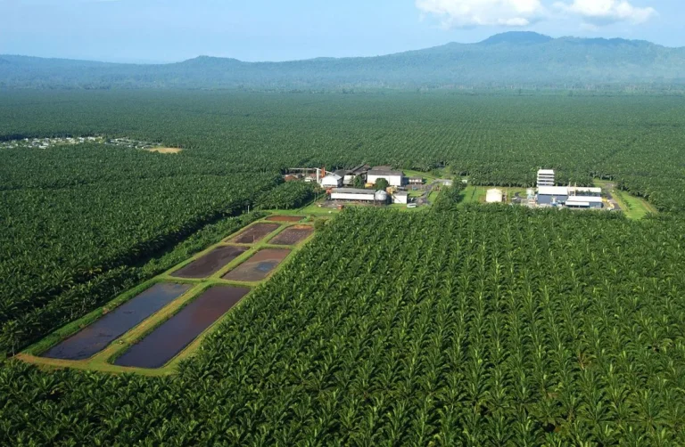 Inovasi Terbaru dalam Agribisnis Kelapa Sawit