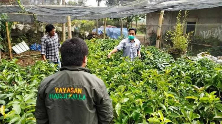 Inovasi Terbaru dalam Budidaya Alpukat