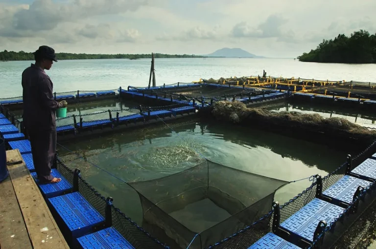 Inovasi Terbaru dalam Pemuliaan Ikan Nila