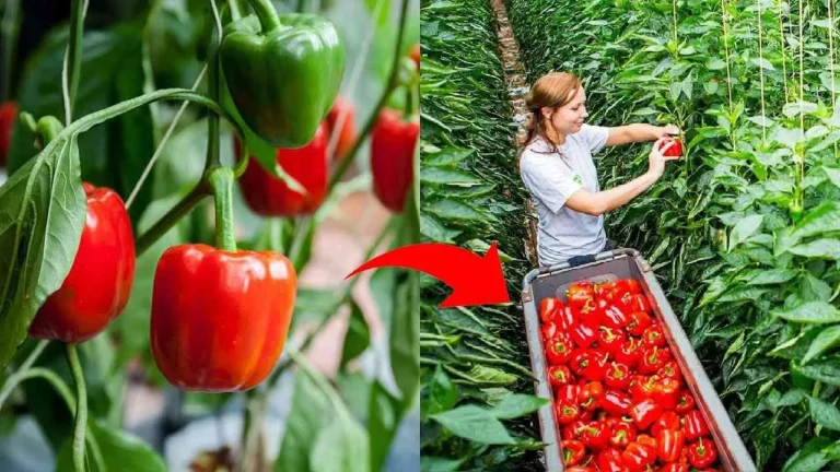 Inovasi Terkini dalam Agribisnis Paprika