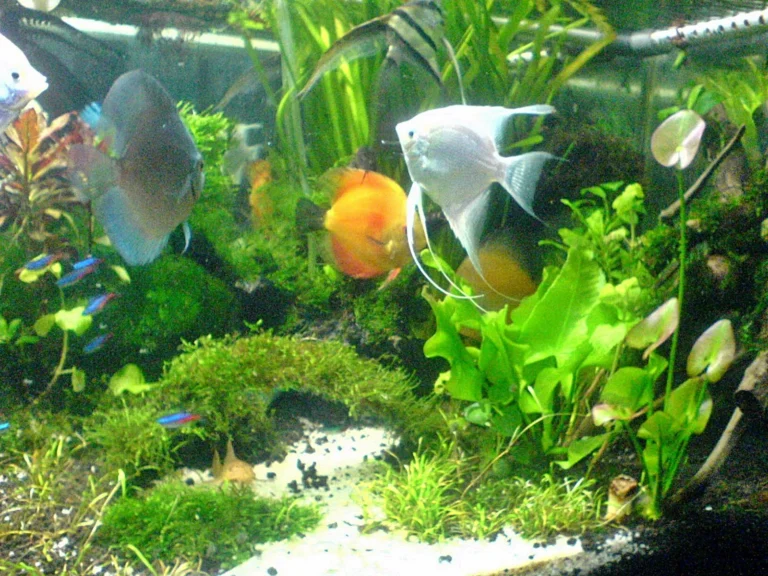 Inspirasi Desain Akuarium untuk Ternak Ikan Molly yang Menawan