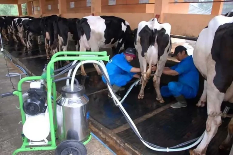 Integrasi Teknologi Cerdas untuk Produksi Susu Optimal