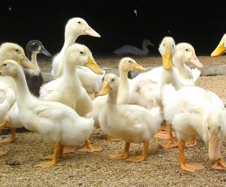 Jenis-Jenis Bebek yang Cocok untuk Agribisnis