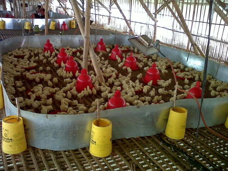 Jenis Unggas Pedaging yang Menguntungkan dalam Agribisnis