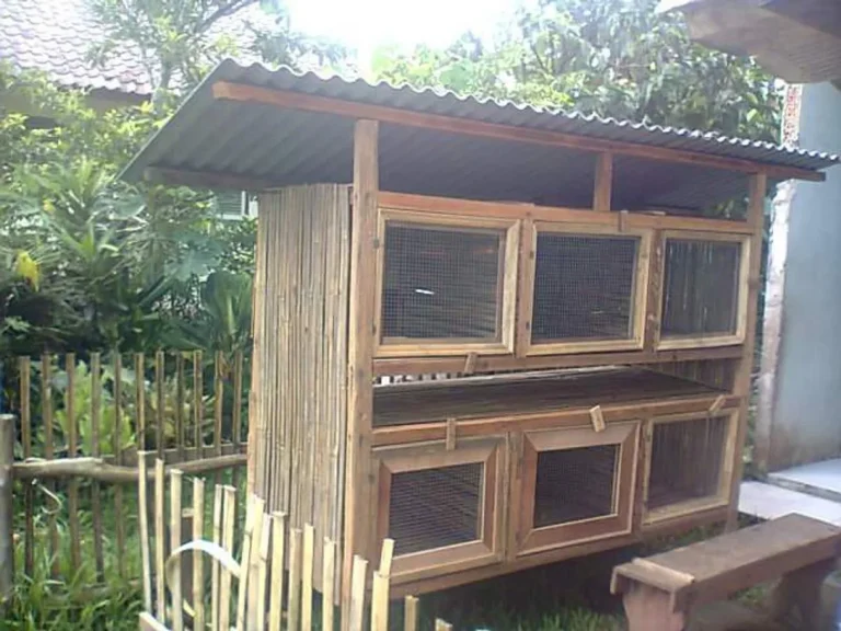Kandang dan Lingkungan yang Nyaman