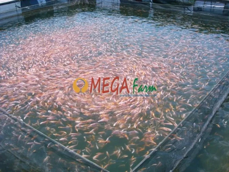 Keberhasilan dalam Bisnis Peternakan Ikan Hias Air Tawar