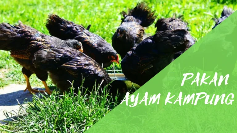 Keberlanjutan Agribisnis Ayam Kampung