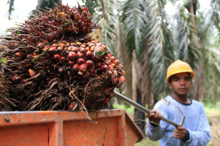 Keberlanjutan Bisnis Kelapa Sawit