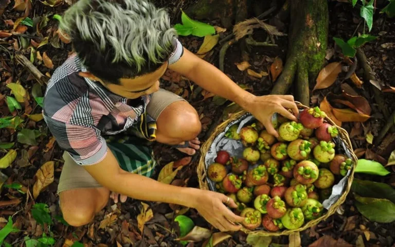 Keberlanjutan Bisnis Perkebunan Manggis