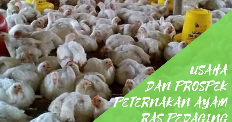Keberlanjutan dalam Agribisnis Ayam Petelur