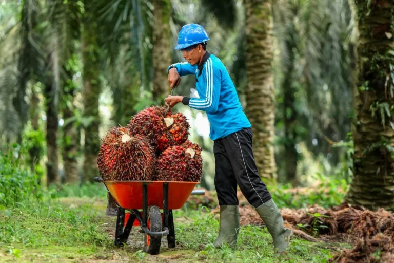 Keberlanjutan dalam Agribisnis Kelapa