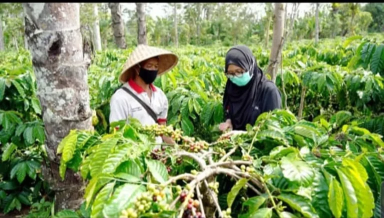 Keberlanjutan dalam Agribisnis Minat Agrofarmaka