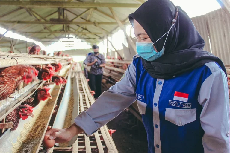 Keberlanjutan dalam Agribisnis Ternak Unggas Petelur
