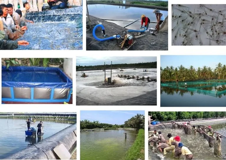 Keberlanjutan dalam Agribisnis Udang Vannamei