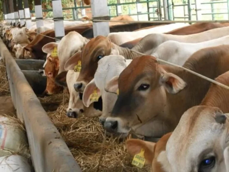 Keberlanjutan dalam Beternak Sapi Lokal