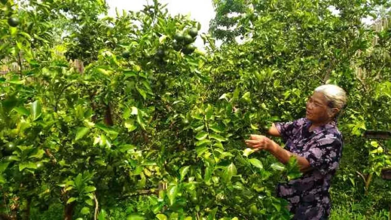 Keberlanjutan dalam Bisnis Perkebunan Jeruk Pontianak