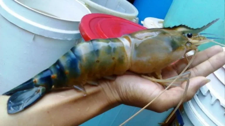 Keberlanjutan dalam Budidaya Udang Air Tawar
