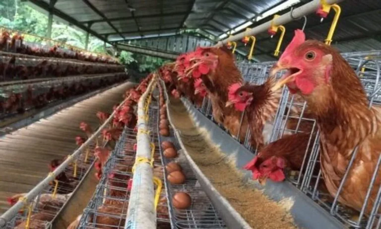 Keberlanjutan dalam Peternakan Ayam