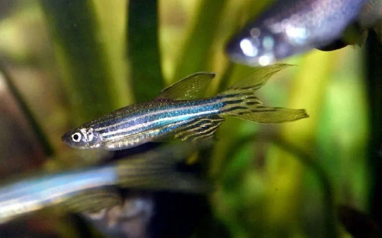 Keberlanjutan dalam Ternak Ikan Zebra