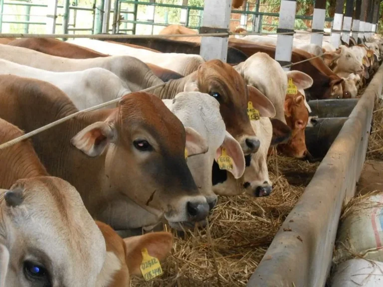 Keberlanjutan dan Agribisnis Sapi di Masa Depan