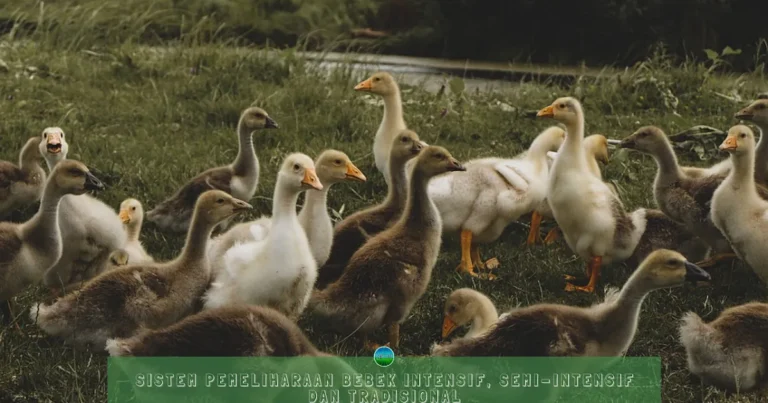 Keberlanjutan dan Inovasi dalam Agribisnis Bebek
