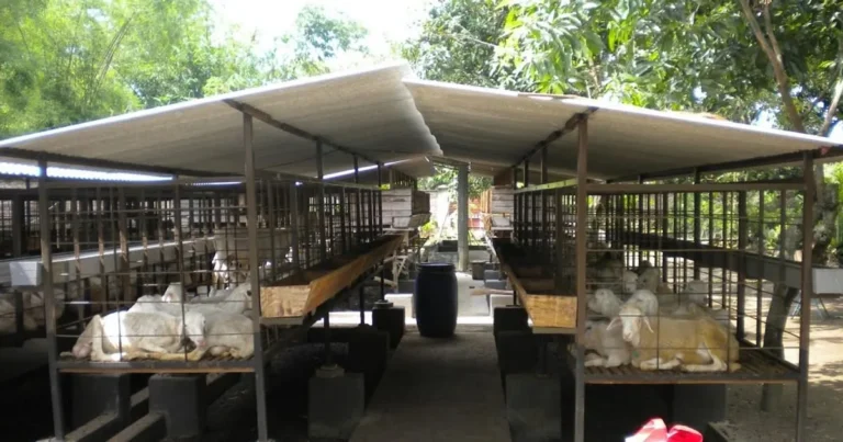 Keberlanjutan dan Inovasi dalam Beternak Kambing