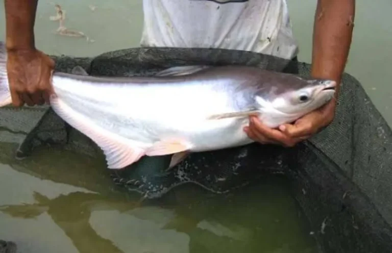 Keberlanjutan dan Inovasi dalam Bisnis Ikan Patin