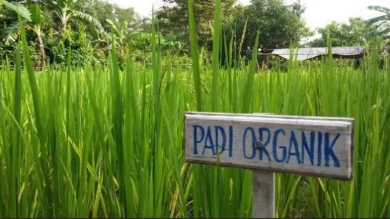 Keberlanjutan Pertanian dengan Pupuk Hayati