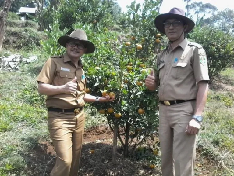 Keberlanjutan Pertanian Jeruk