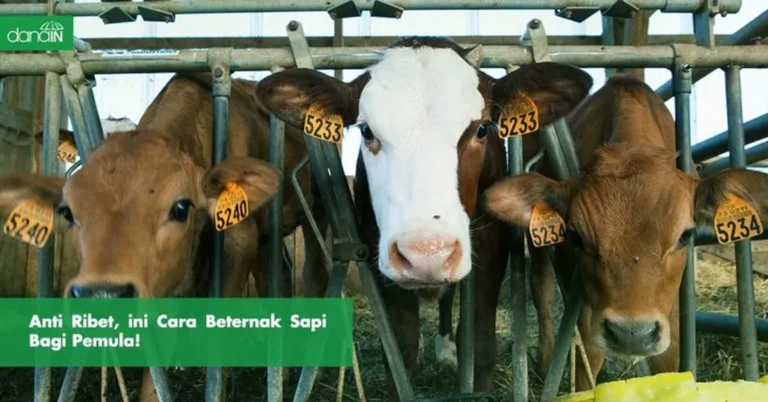 Kebutuhan Sapi dalam Beternak