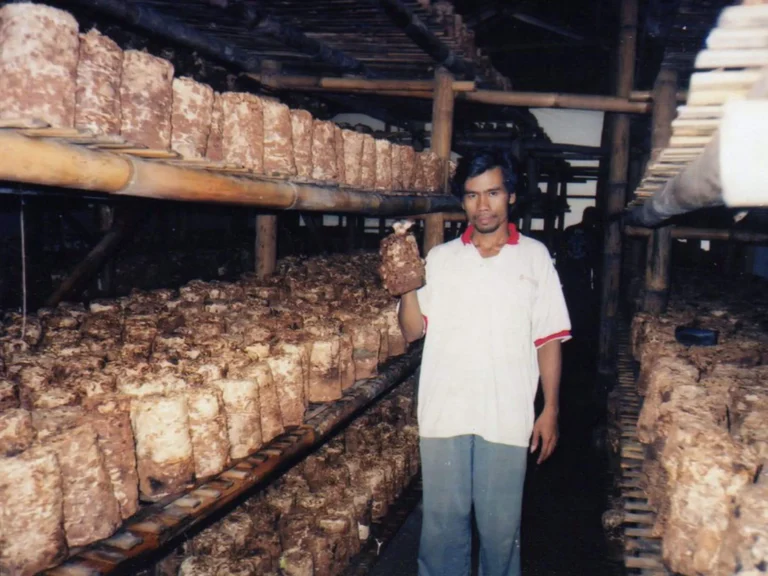 Kelayakan Agribisnis Jamur