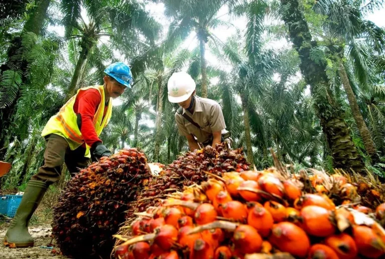 Kemitraan dalam Rantai Pasok Bisnis Perkebunan Jeruk Pontianak
