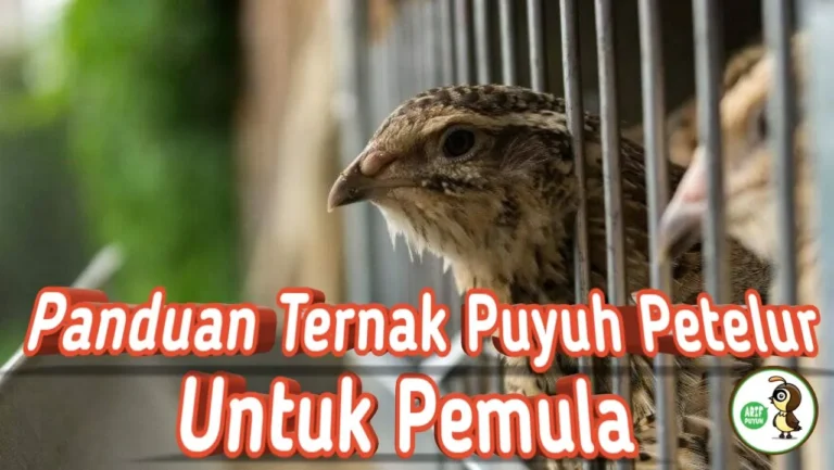 Kendala Umum dalam Beternak Burung Puyuh