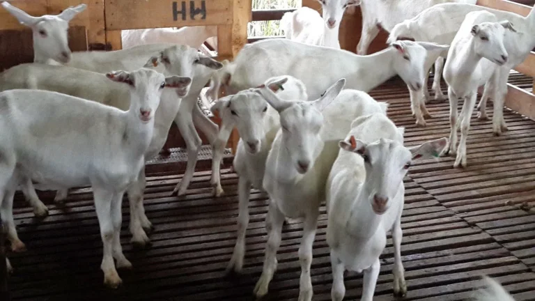 Kepemilikan Kambing Saanen yang Menguntungkan