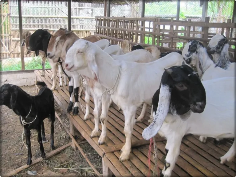 Kesehatan dan Nutrisi Kambing: Fondasi Utama Keberhasilan Pemeliharaan