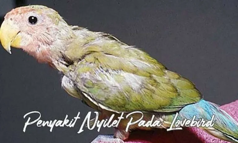 Kesehatan dan Nutrisi Lovebird Ternak