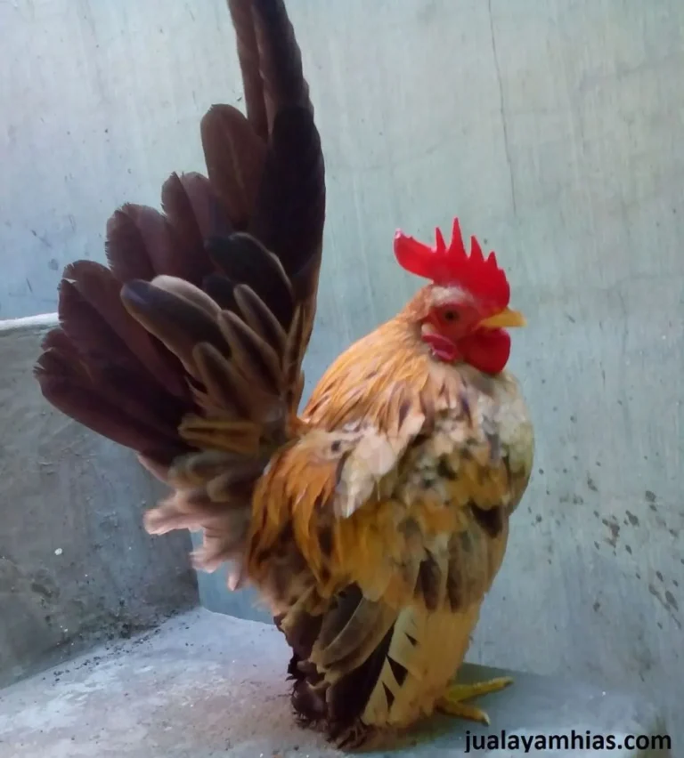 Kesehatan dan Pengendalian Penyakit