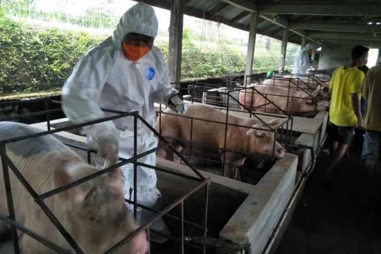 Kesehatan dan Perawatan Babi Hampshire