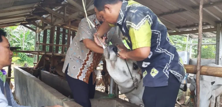 Kesehatan Ternak yang Optimal