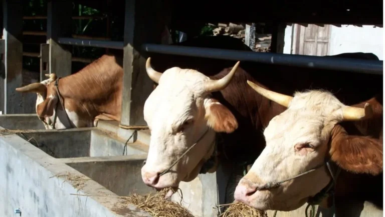 Kesejahteraan Hewan dan Etika dalam Agribisnis Peternakan Sapi Potong
