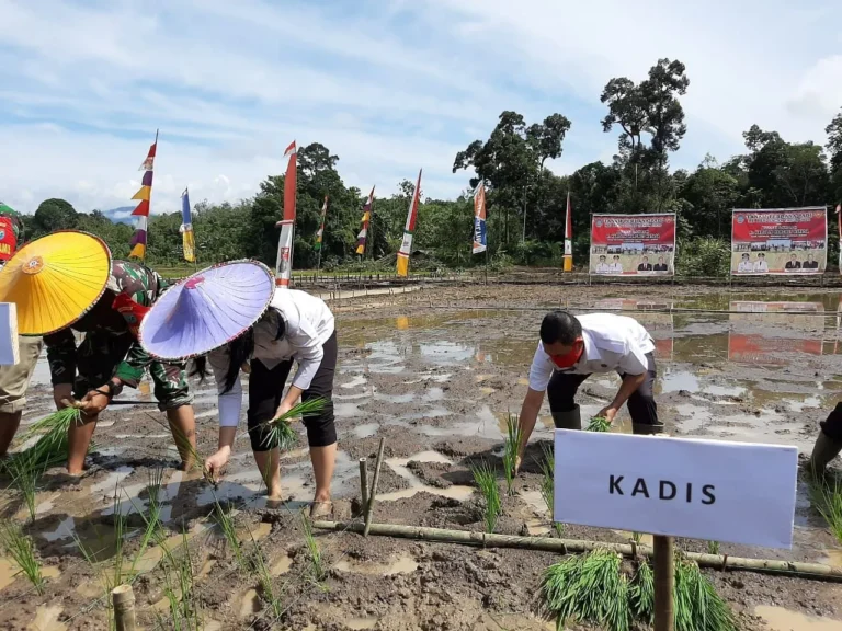 Kesimpulan Agribisnis dan Peningkatan Produksi Padi