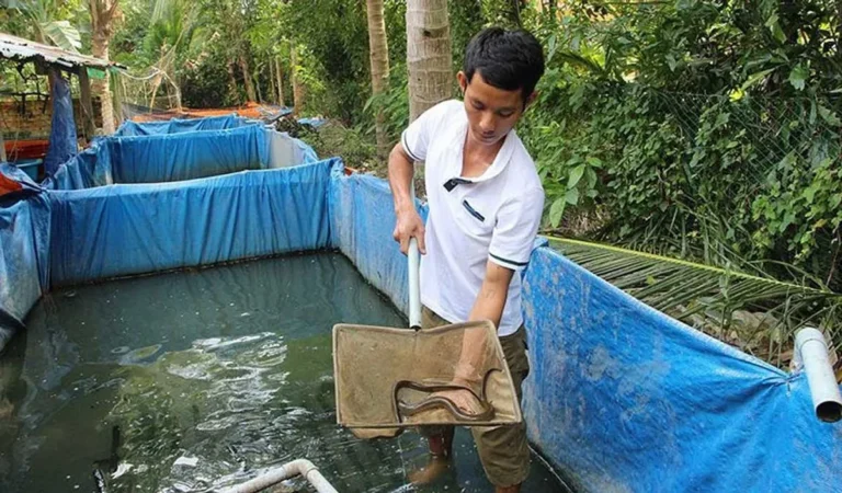 Kesimpulan Bisnis Budidaya Belut Sawah